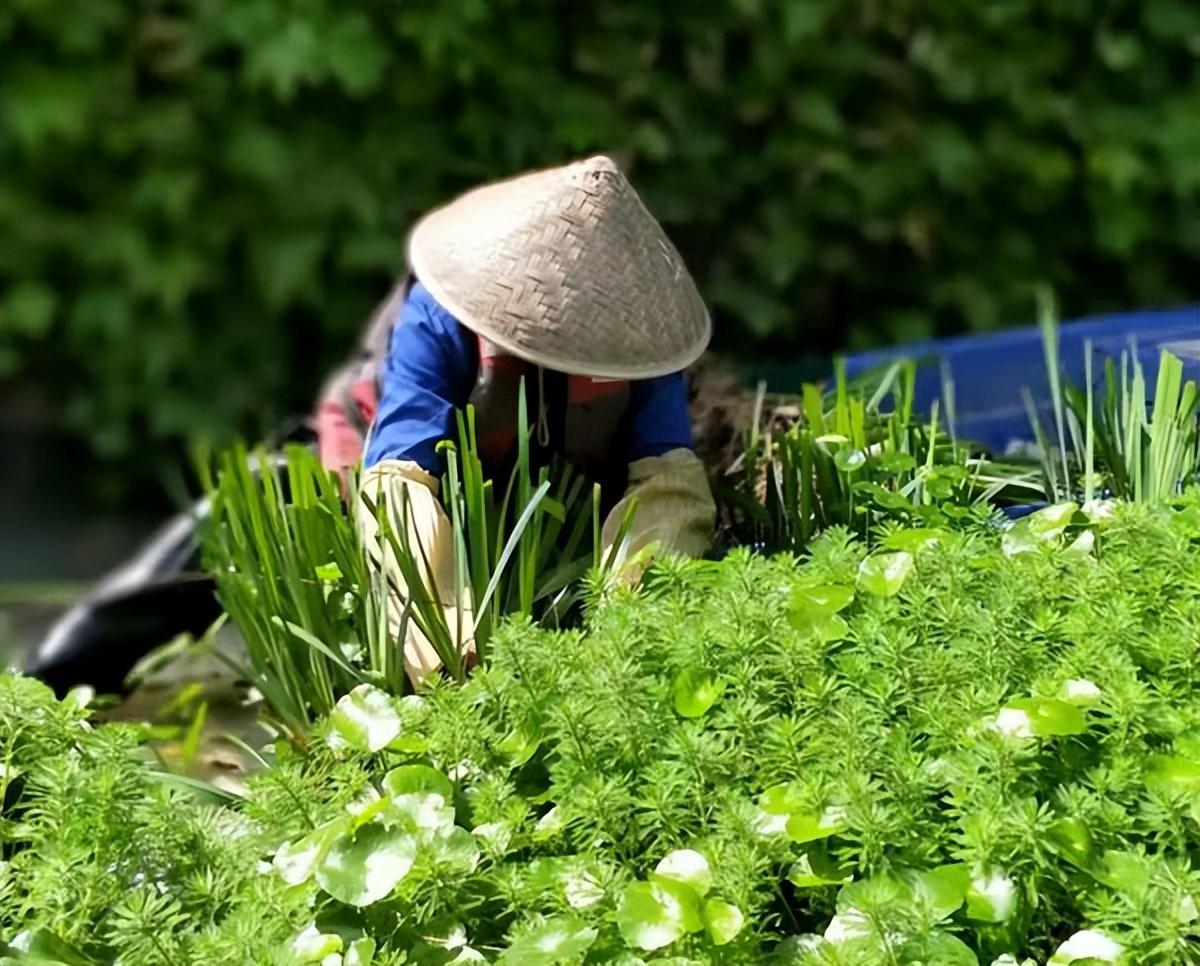 植物强化大战下载，绿色战略的挑战与乐趣体验